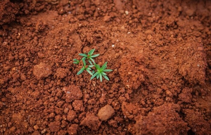 cbd product transparency uk - Hemp plants growing in rich, well-maintained farmland illustrating the importance of soil qu...
