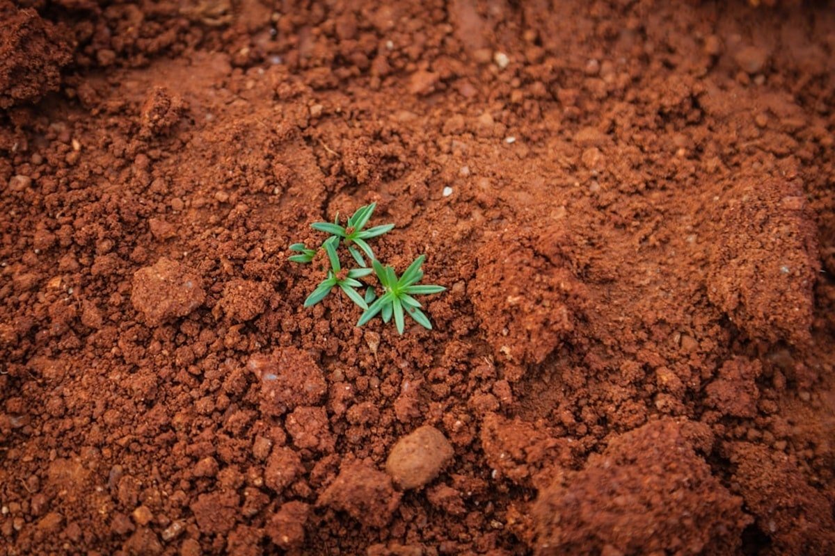 cbd product transparency uk - Hemp plants growing in rich, well-maintained farmland illustrating the importance of soil qu...