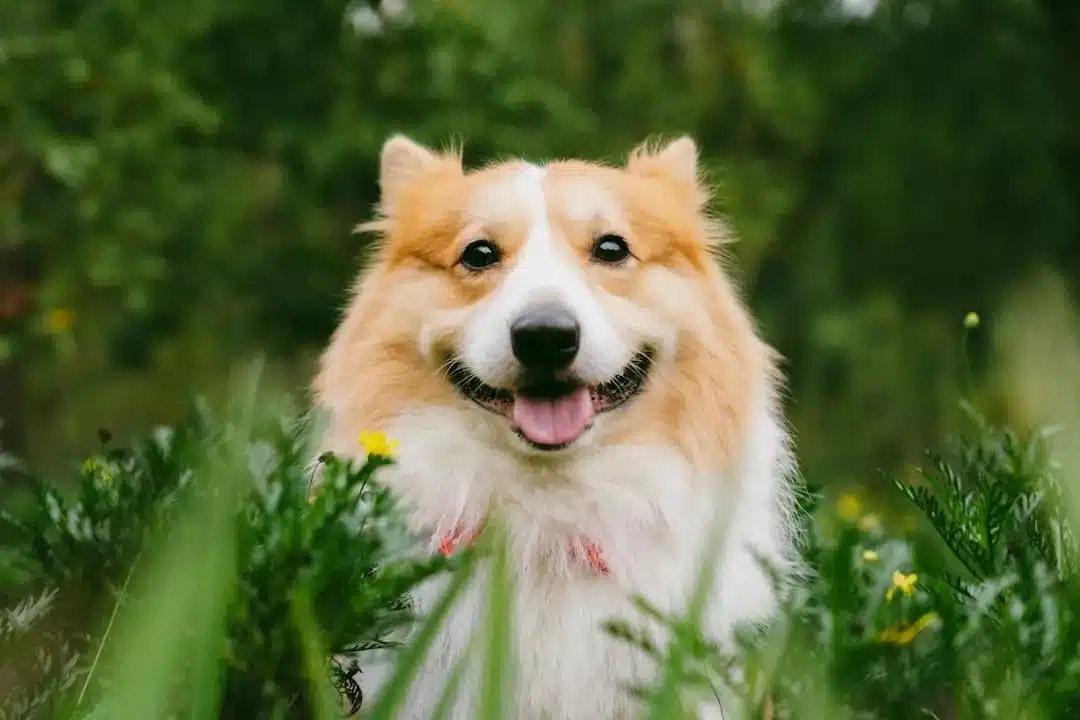 Dog standing in grass
